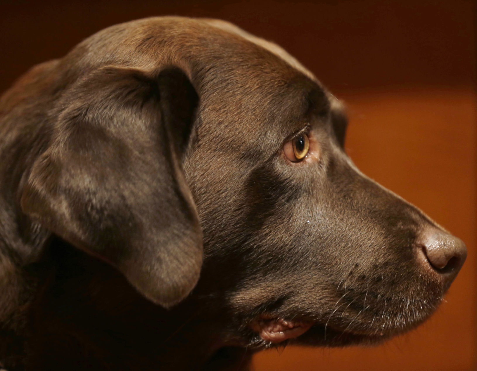 Labrador retriever